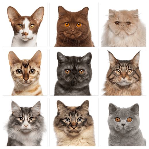 felix pet insurance for cats