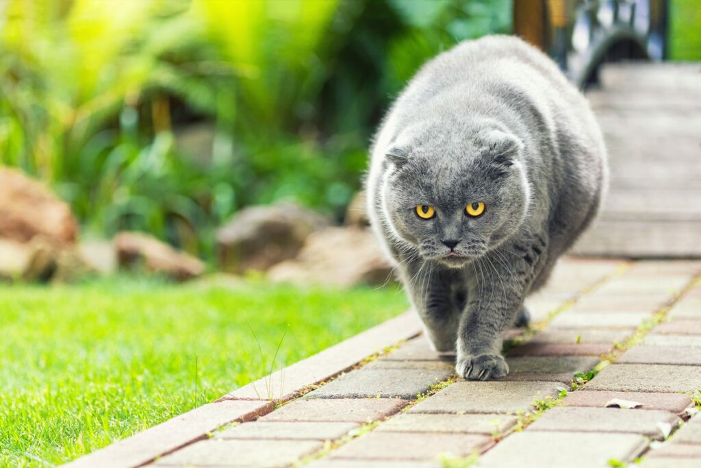 Overweight gray cat walking outside