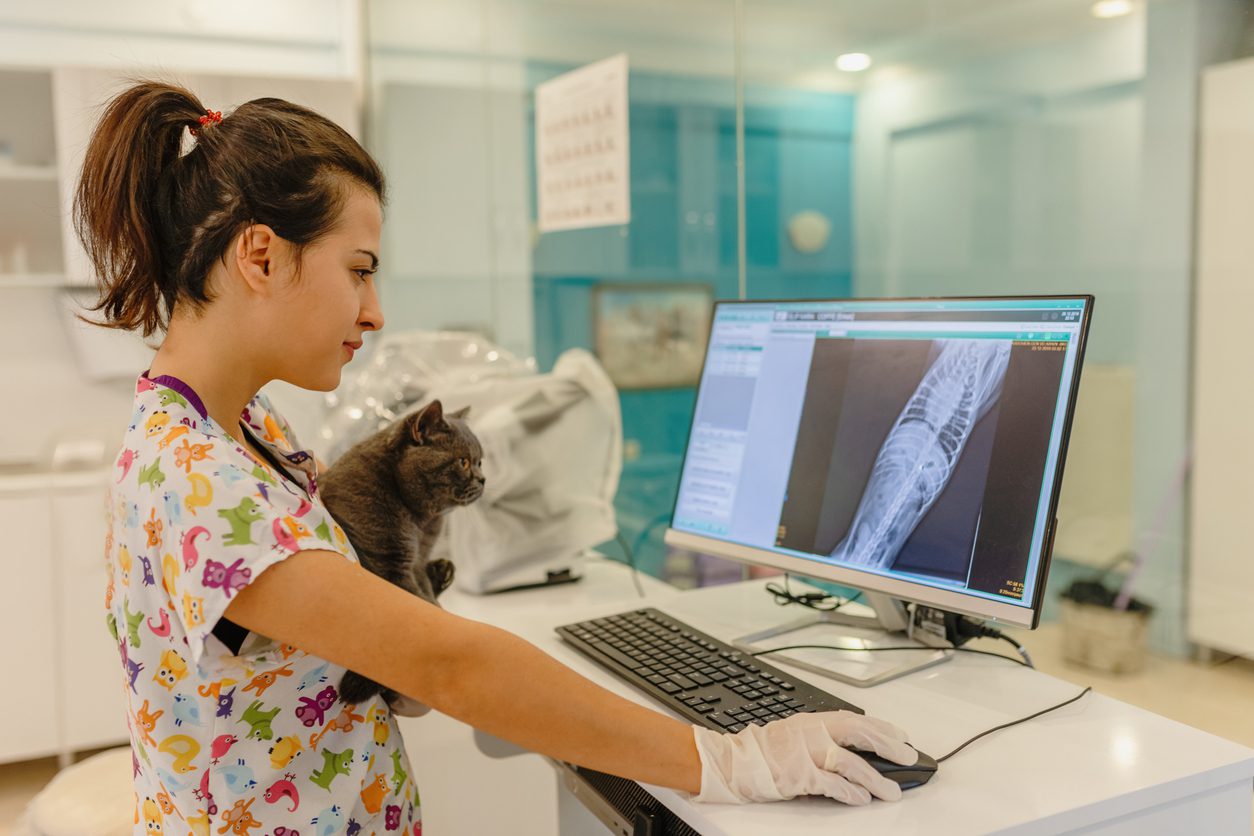 vet tech holding cat in front of xray display