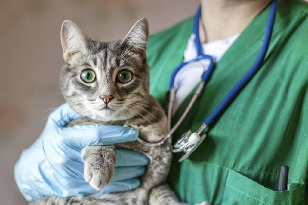 vet costs for cats