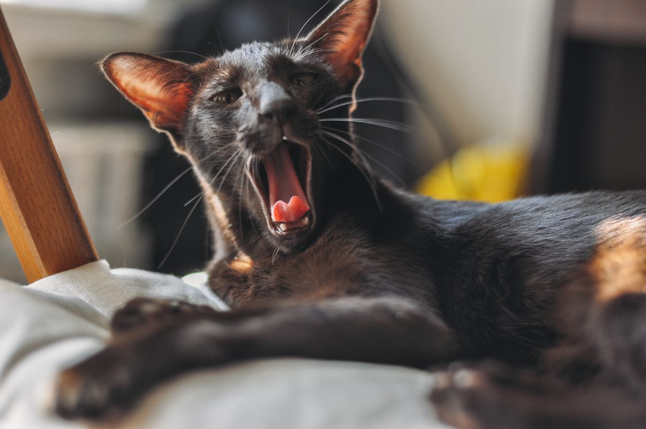 Brown Oriental shorthair cat lies and yawns