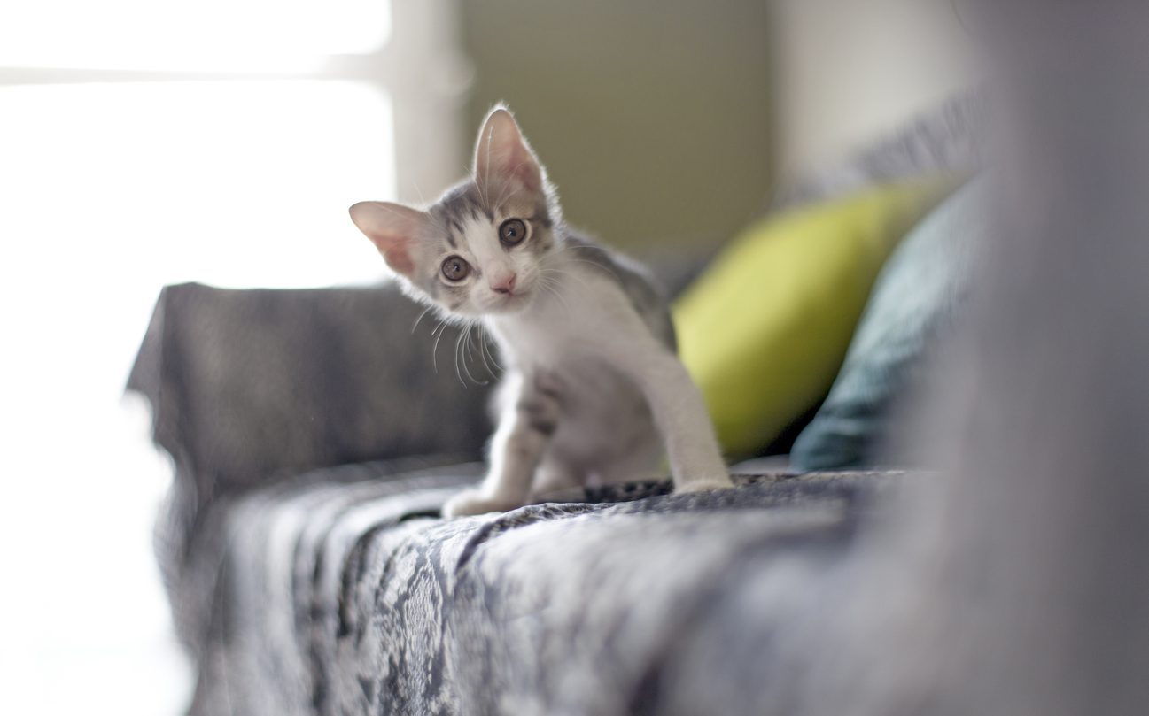 kitten sitting on couch