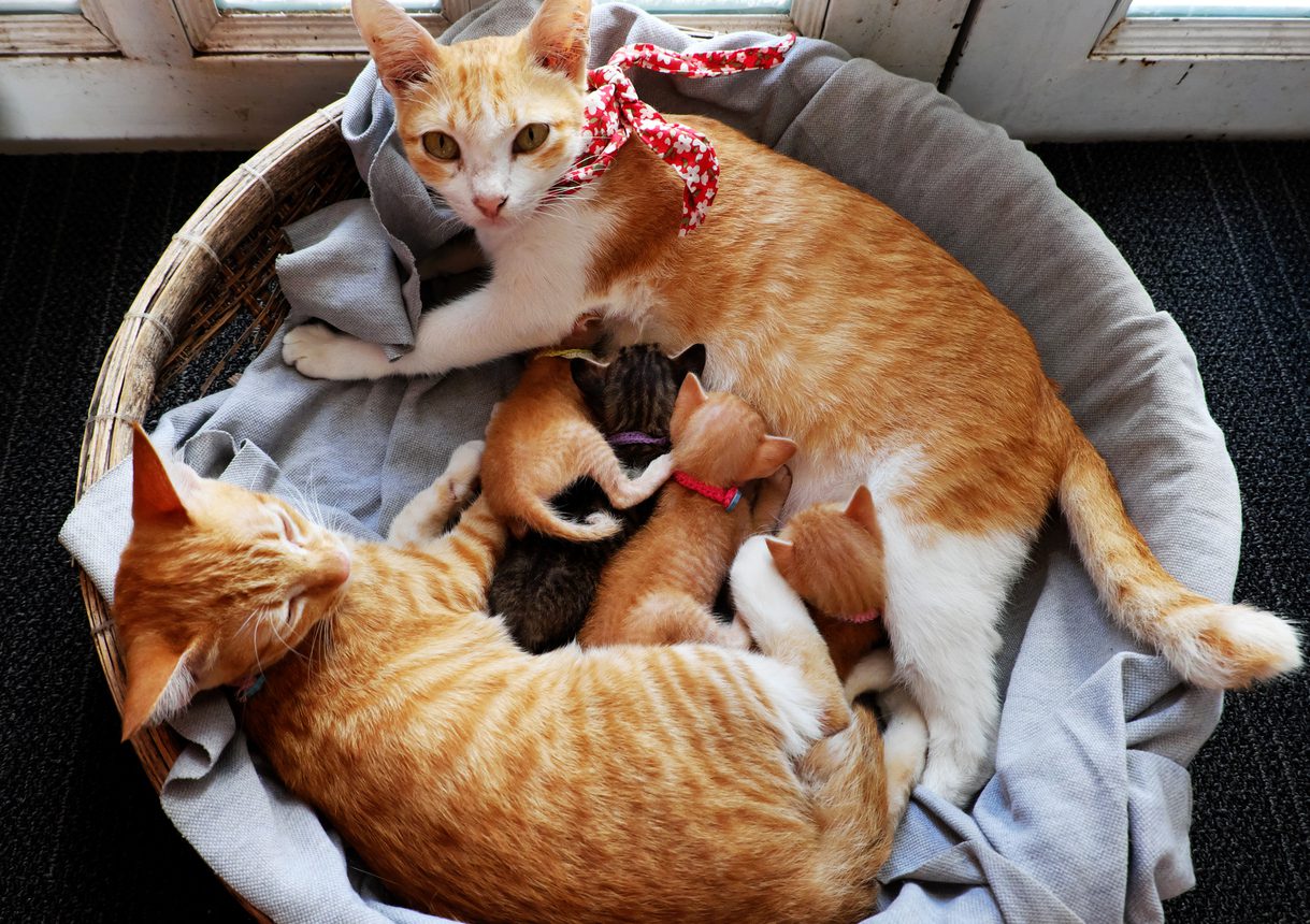 mama cat in cat bed with kittens