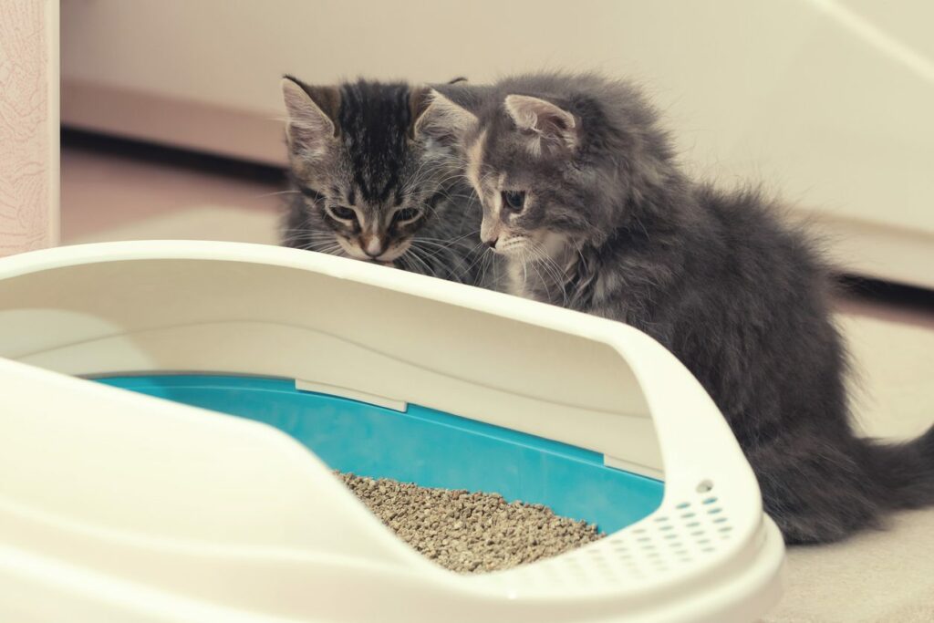 two kittens staring at litter in pan