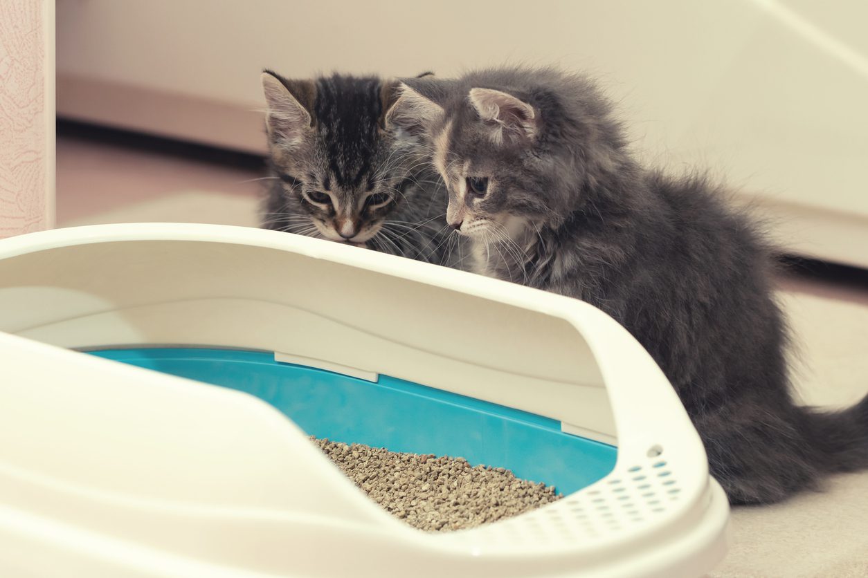 two kittens staring at litter in pan
