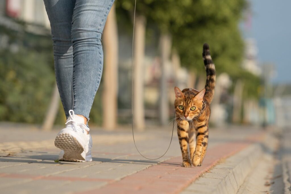 Bengal cat walking on a leash