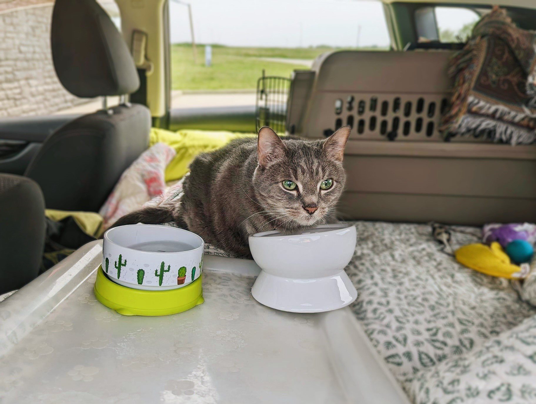 cat snacking from dish in car during road trip