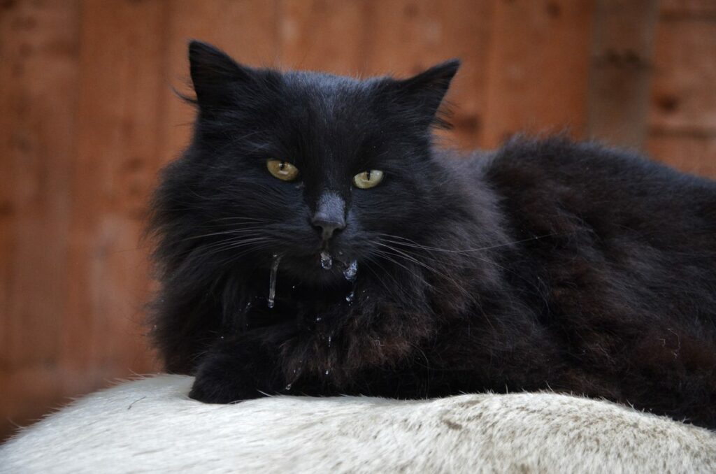 fluffy black cat drooling on fur