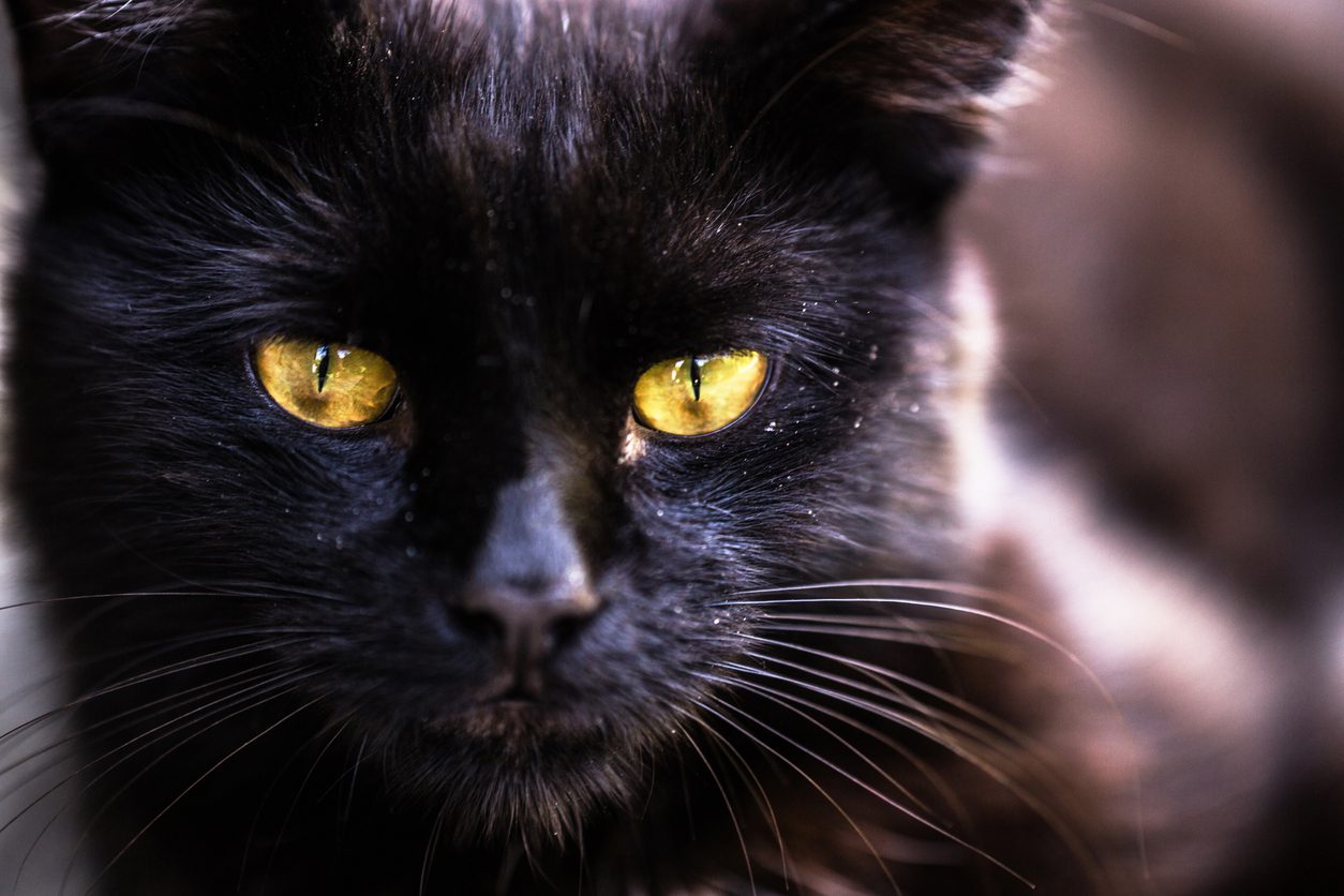 Black cat eyes beginning to glow