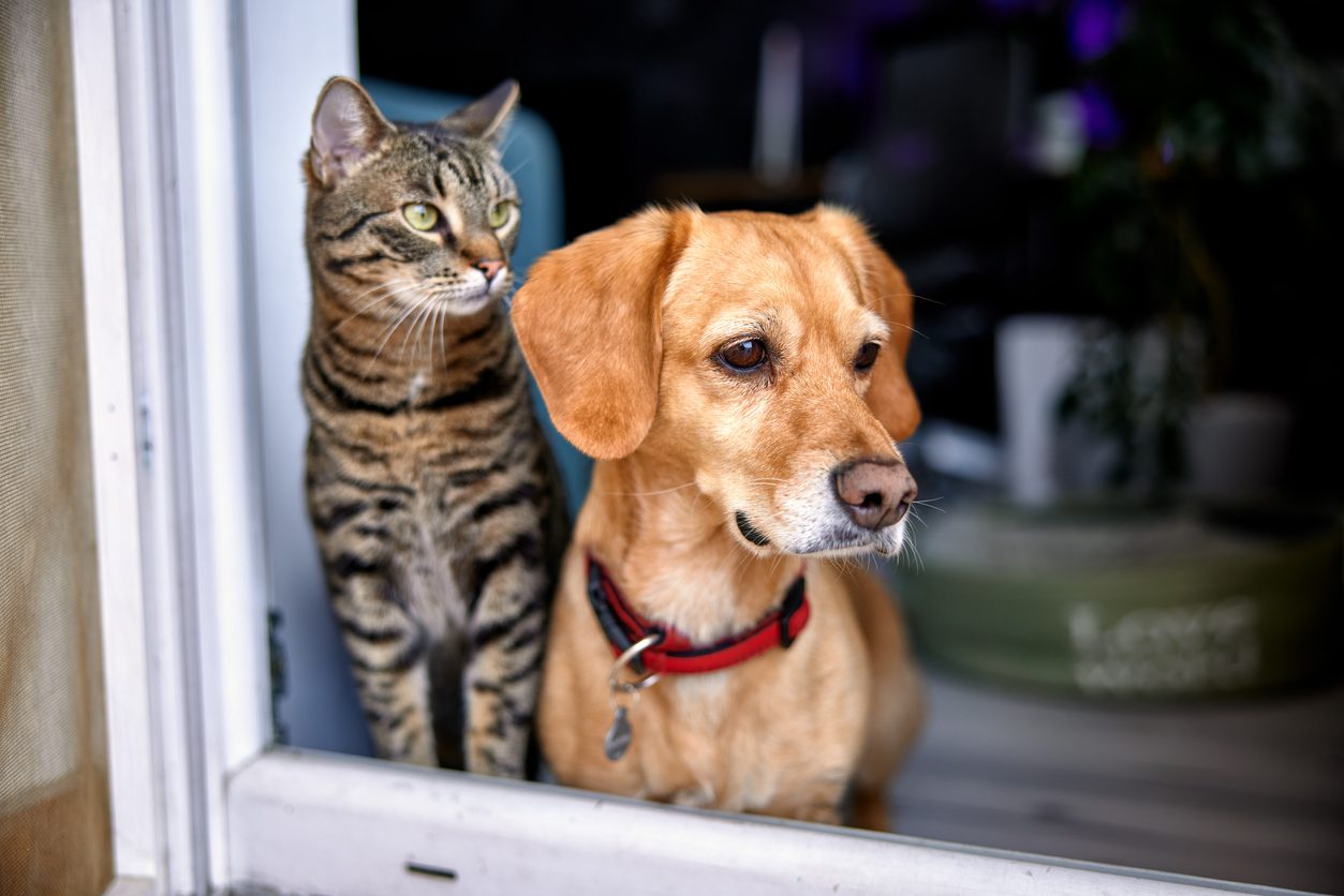 tabby cat and dog looking out window together