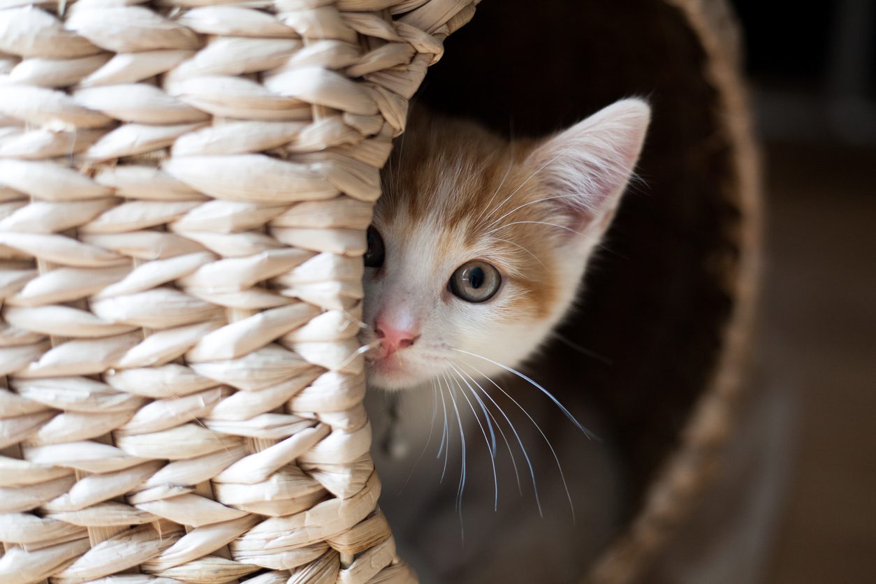 kitten hiding in basket