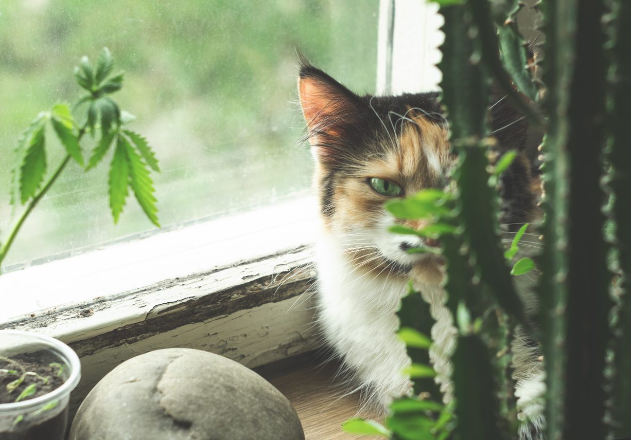 calico-cat-on-window-ledge-near-hemp-plant