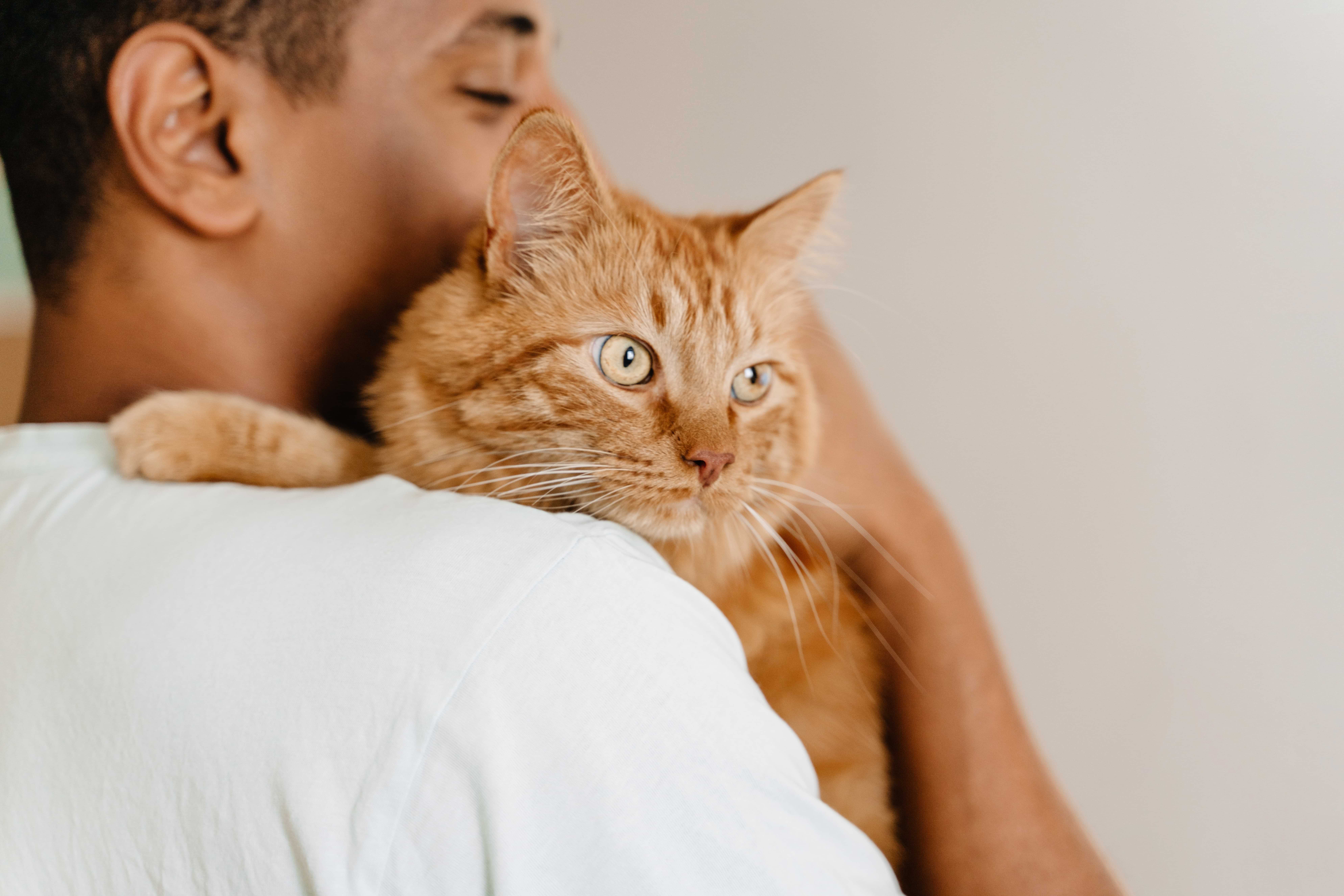 man in white shirt hugging orange cat