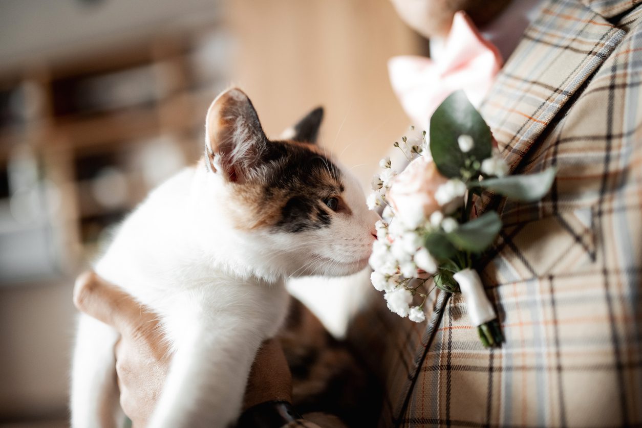 cat sniffing corsage on man's suit