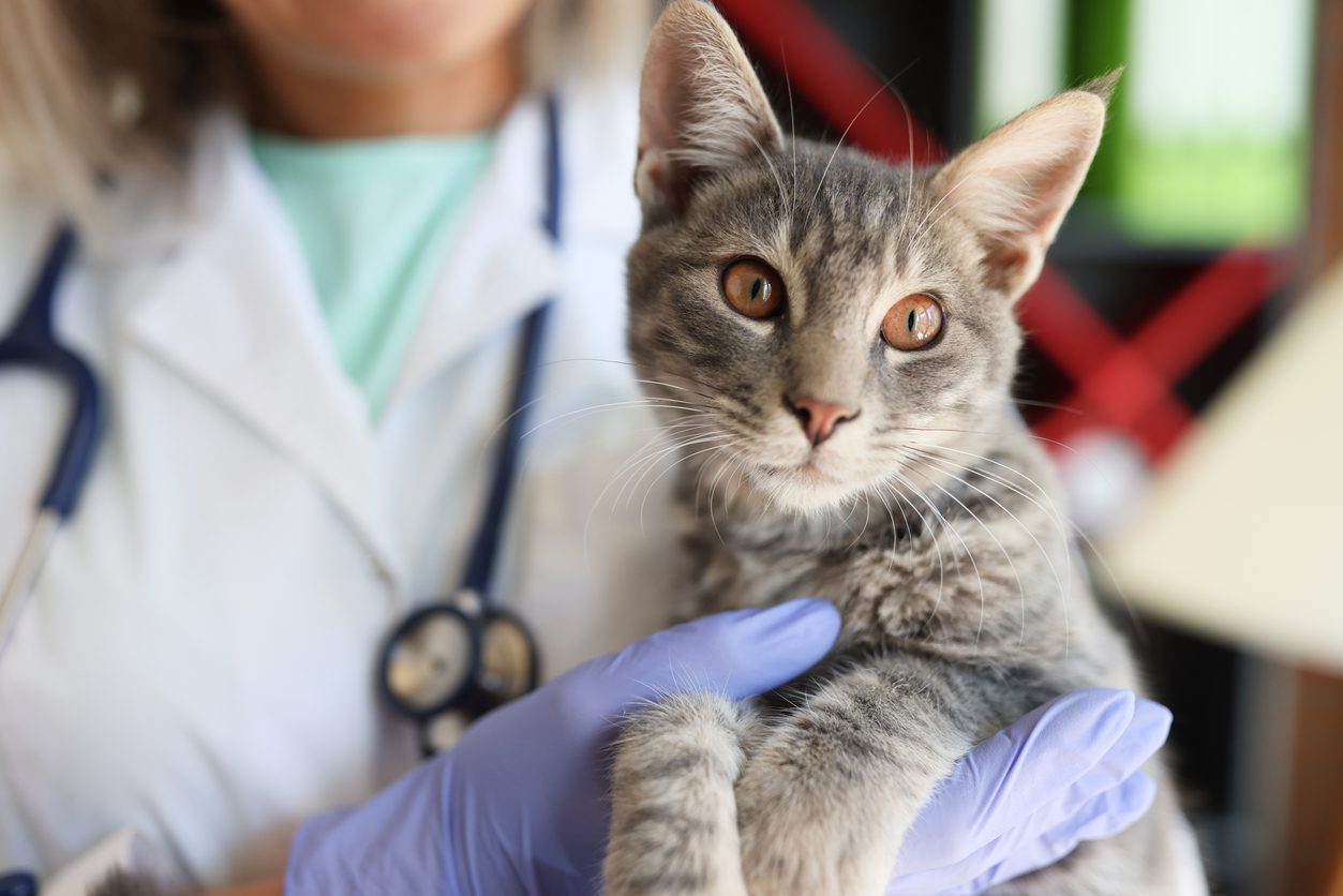 Veterinary hands holding beautiful cat in veterinary clinic