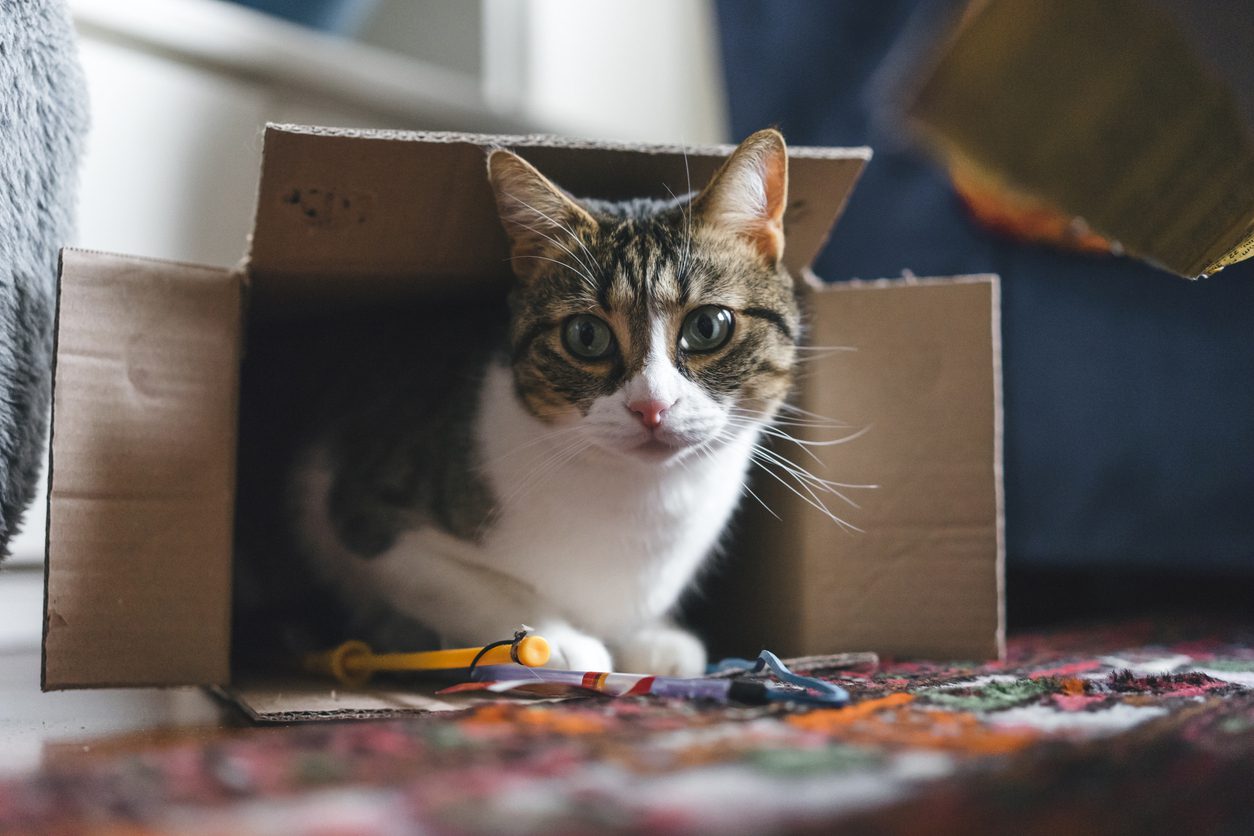 Cat playing with boxes and toys