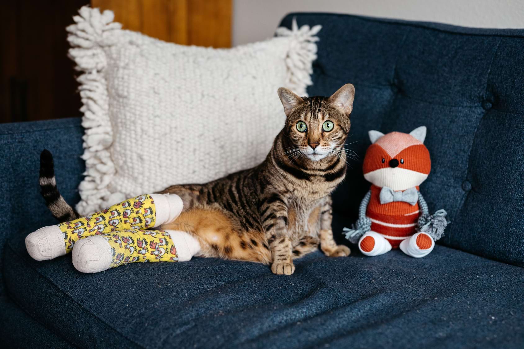 cat laying down with both legs in casts
