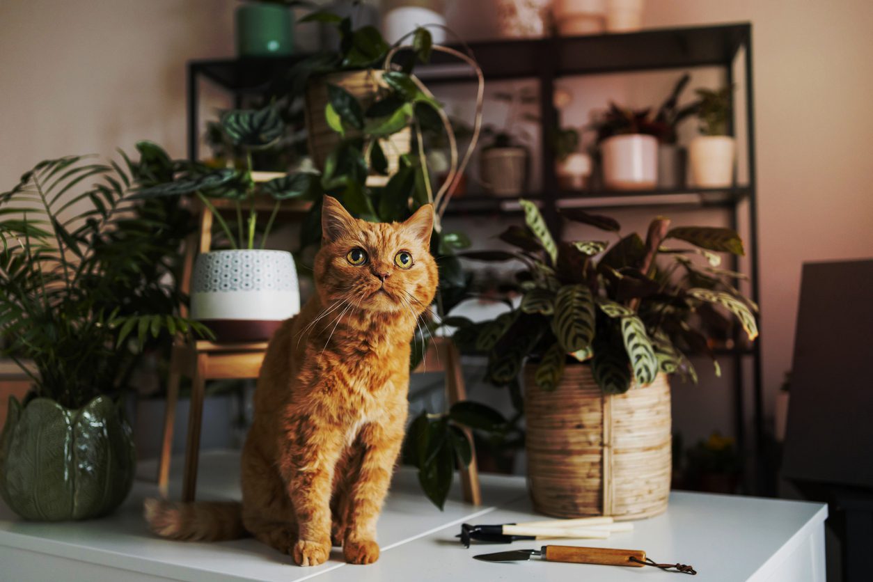 Cat on table with plants around